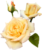 Rosen